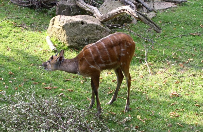 Gazela africká